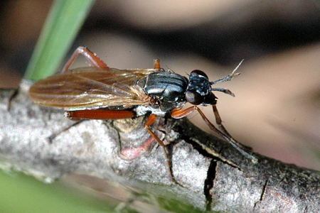 Sepedon sphegea