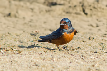 Hirondelle rustique