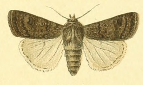 Noctuelle farouche (La)