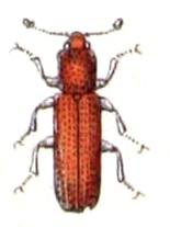 Oxylaemus cylindricus