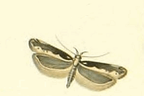 Gladiovalva rumicivorella