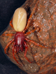 Dysdère érythrine