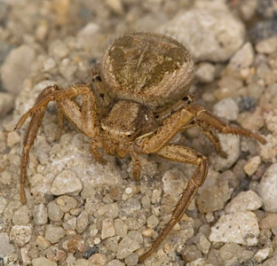 Xysticus kochi