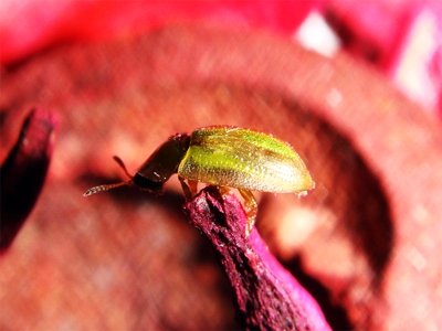 Cassida vittata