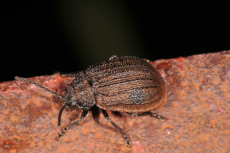 Galeruca interrupta