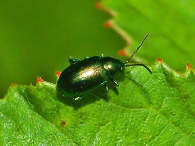 Altica oleracea