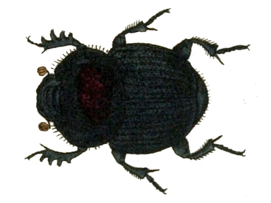 Onthophage ovatus