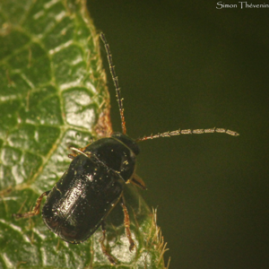 Cryptocephalus turcicus