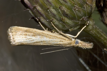 Crambus des pelouses
