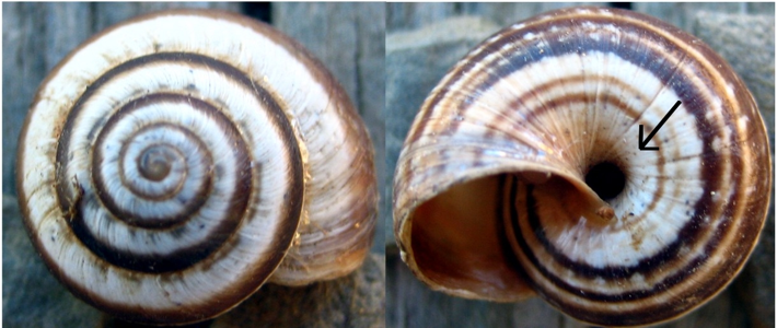 Caragouille globuleuse