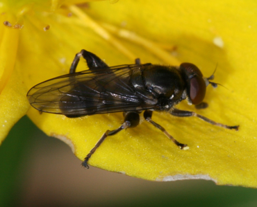 Chalcosyrphus nemorum