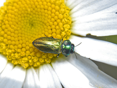 Anthaxia thalassophila