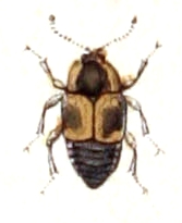 Cilea silphoides