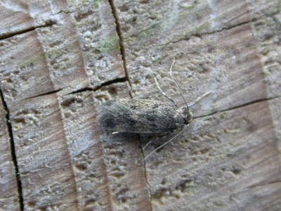 Borkhausenia fuscescens
