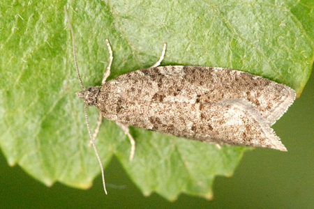 Cnephasia incertana