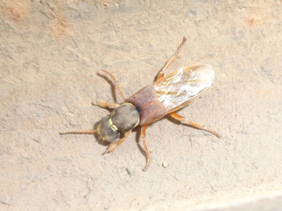 Staphylinus dimidiaticornis
