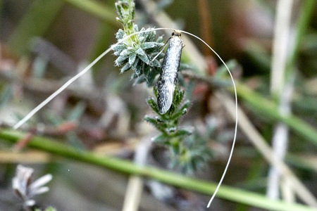 Nematopogon swammerdamella