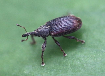 Bradybatus kellneri