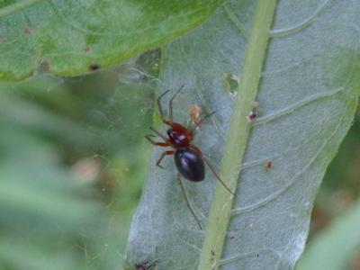 Pelecopsis bucephala