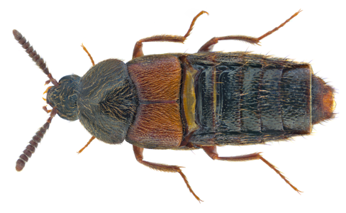 Aleochara curtula