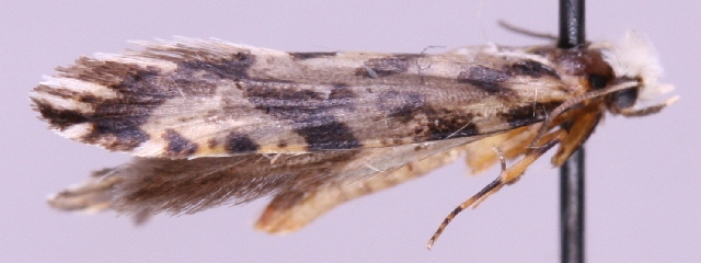 Nemapogon nigralbellus