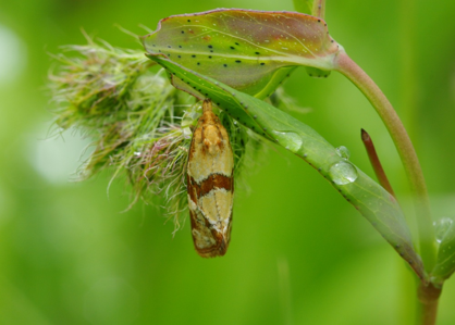 Aethes hartmanniana