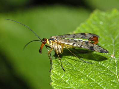 Panorpa cognata