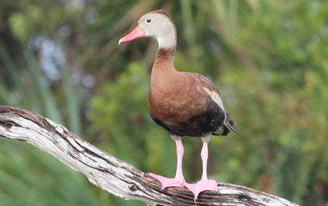 Dendrocygne à ventre noir