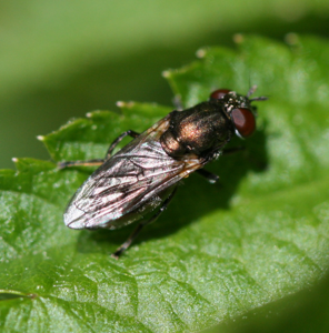Orthonevra nobilis