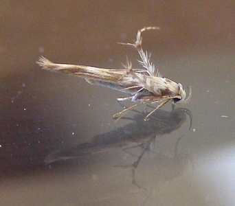 Palumbina guerinii