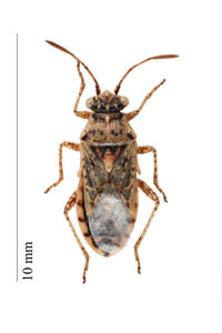 Brachycarenus tigrinus