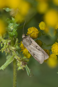Noctuelle du Froment (La)