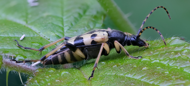Lepture tachetée