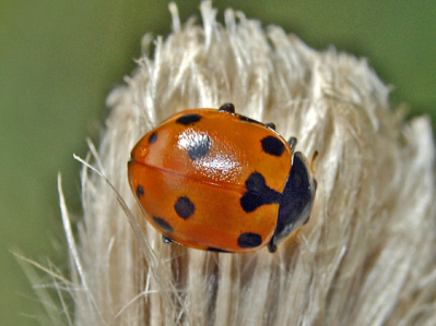 Ceratomegilla undecimnotata
