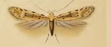Pseudotelphusa paripunctella