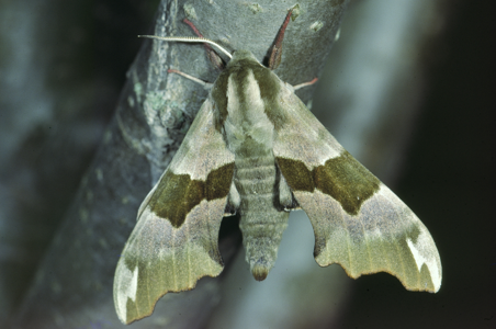 Sphinx du Tilleul (Le)
