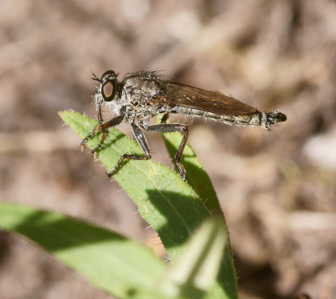 Tolmerus atricapillus