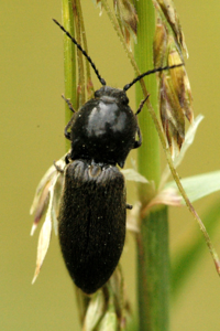 Pheletes aeneoniger