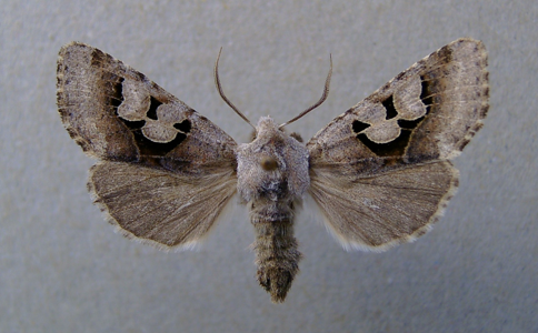 Orthosie trimaculée (L')