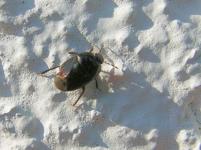 Macroscytus brunneus