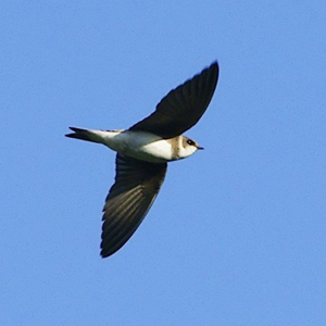 Hirondelle de rivage