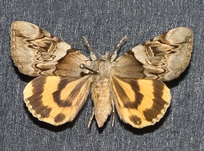 Lichénée jaune (La)