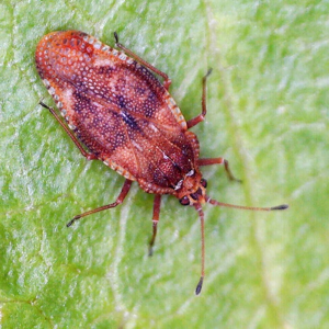 Physatocheila dumetorum