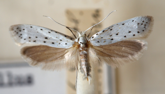 Yponomeuta malinella
