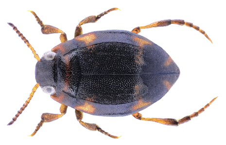 Yola bicarinata