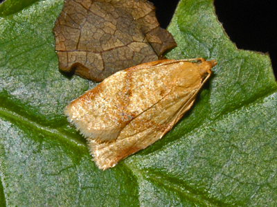 Paramesia gnomana