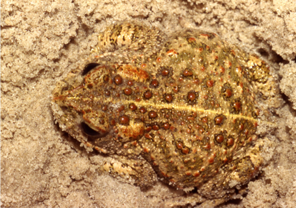 Crapaud calamite (Le)