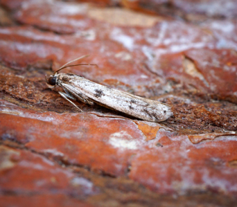 Phycitodes albatella
