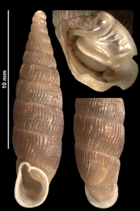 Macrogastra attenuata