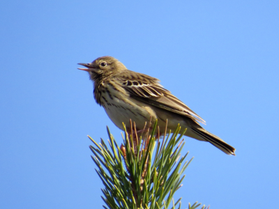 Pipit des arbres